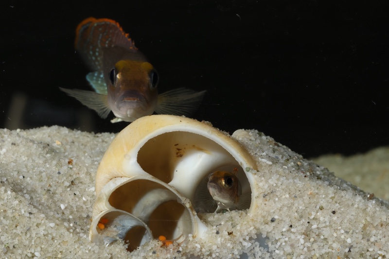 Lamprologus ornatipinnis 'Mwamgongo'